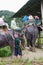 KRABI, THAILAND - OCTOBER 28, 2013: Tourists on elephants trekking.