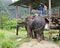 KRABI, THAILAND - OCTOBER 28, 2013: Tourists go on elephants trekking.