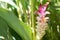 Krachai flower or Curcuma sparganifolia Gagnep bloom in the Rain