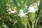 Krachai flower or Curcuma sparganifolia Gagnep bloom in the Rain