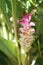 Krachai flower or Curcuma sparganifolia Gagnep bloom in the Rain