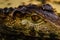 Krakodil eyes smooth-eyed caiman