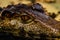 Krakodil eyes smooth-eyed caiman