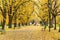 Krakow, Poland - October 25, 2015: Beautiful alley in autumnal park.