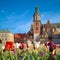 Krakow, tulips in front of Wawel castle