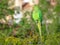 Kramer Parakeet in the city invasive bird