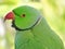 Krameri parrot avatar with beak open