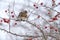 Kramsvogel, Fieldfare, Turdus pilaris