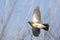 Kramsvogel, Fieldfare, Turdus pilaris