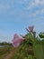 The krangkungan plant is flowering beautifully, light purple in color with green leaves