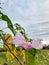 The krangkungan plant is flowering beautifully, light purple in color and several flower buds that have not yet opened