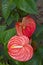 Krasbvye juicy bright colors, red petal with a white Stamen. Anthurium