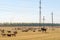 Krasnodar region. Russia. August 17, 2020 A flock of sheep in the steppe against the background of power lines. A