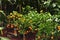 Krasnodar, Russia - March 04, 2020: Miniature citrus trees with fruits in pots for sale in the garden shop. Orange,lemon,kumquat,