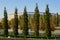 Krasnodar, Russia - October 7, 2018: Slender rows of evergreen and deciduous trees on the promenade in the park of Krasnodar