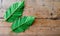 kratom leaf on wooden