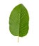 Kratom leaves.Mitragyna speciosa leaf isolated on white background with clipping path