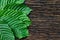 Kratom or Mitragyna speciosa leaves on the wood background