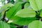 Kratom plant Mitragyna speciosa Mitragynine on blur background ,Drugs and Narcotics
