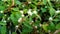 Kremah (Altenanthera sessilis) is an Indonesian medicinal plant