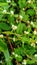 Kremah (Altenanthera sessilis) is an Indonesian medicinal plant