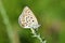 Kretania zephyrinus butterfly on flower