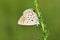 Kretania zephyrinus butterfly on Mugwort