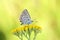 Kretania zephyrinus butterfly on yellow flower, butterflies of Iran