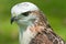 Krider\'s Hawk (Buteo jamaicensis) Against Green