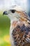 Krider\'s Hawk (Buteo jamaicensis) Profile