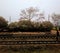 Krisnocura tree on railway