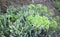 Kritamos plant growing on the rocks. Super food sea fennel. Cretan herbs for salads