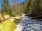 Krnica river flowing through a forest