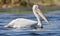 Kroeskoppelikaan, Dalmatian Pelican, Pelecanus crispus