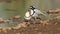 Krokodilwachter, Egyptian Plover, Pluvianus aegyptius