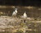 Krokodilwachter, Egyptian Plover, Pluvianus aegyptius