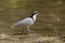 Krokodilwachter, Egyptian Plover, Pluvianus aegyptius