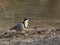 Krokodilwachter, Egyptian Plover, Pluvianus aegyptius