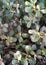 Krokot/Purslane plant & x28;Portulaca oleracea L& x29;