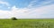 Kroku water-meadow in summer, Lithuania