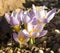 Krokus Tricolor, Crocus sieberi