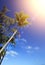 Krone of a palm tree and beef wood on background of the blue sky and the sun