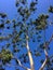 Krone of a tree in spring with blue sky