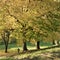 Kronstadt, Russia, October 2018. Huge century-old oaks and a little boy in a city park.