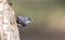 Krueper\'s Nuthatch on a Tree Trunk (Sitta krueperi)