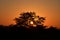 Kruger bush sunset through tree