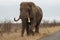 Kruger Elephant