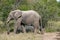 Kruger Elephant