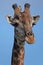 Kruger Giraffe