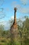 Kruger Giraffe